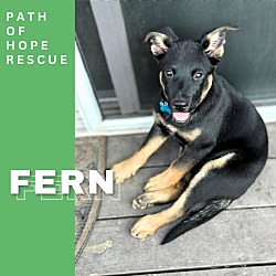 Thumbnail photo of Fern #1