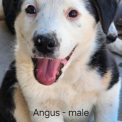 Thumbnail photo of Angus #1