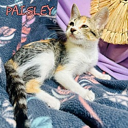 Thumbnail photo of Paisley #2