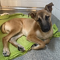 adopt a pet