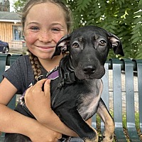 adopt a pet