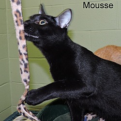 Thumbnail photo of Mousse #3