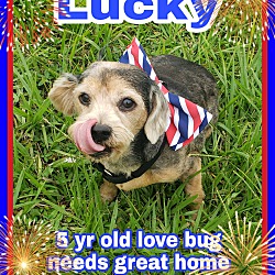 Photo of Lucky