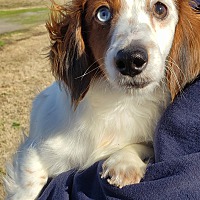 Beebe Humane Society's Desperate House Dogs (NH) in Salem, New Hampshire