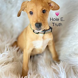Thumbnail photo of Hole E. Truth #1
