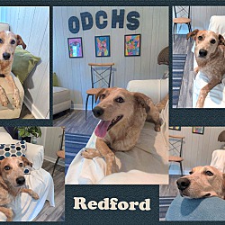 Thumbnail photo of Redford #2