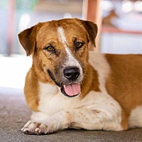adopt a pet