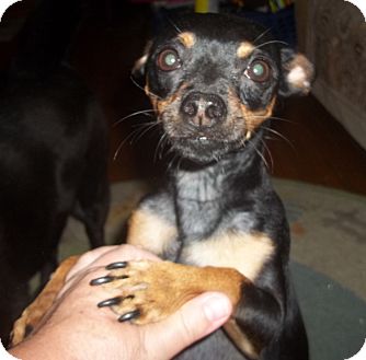american eskimo dog or puppy for sale in mn scrappy adopted dog duluth mn miniature pinscher chihuahua mix american eskimo dog or puppy for sale in mn scrappy adopted dog duluth mn miniature pinscher chihuahua mix