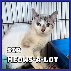 Photo of Sir Meows-a-lot