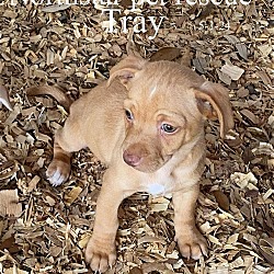 Thumbnail photo of Seren's Tray TX #4