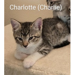 Photo of CHARLOTTE