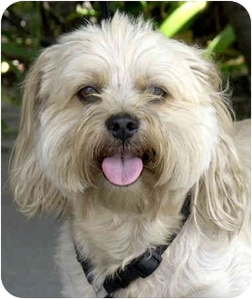 Marina Del Rey Ca Shih Tzu Meet Woodstock A Pet For Adoption