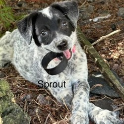 Thumbnail photo of Sprout #2