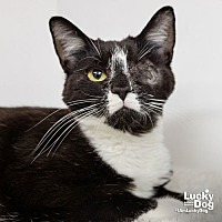 adopt a pet