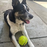 adopt a pet