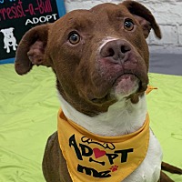 adopt a pet