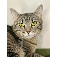 adopt-pet