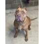 BREAKFAST IN PARIS - American Pit Bull Terrier available for adoption
