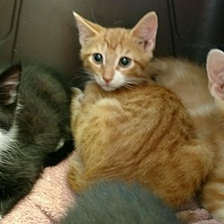 Thumbnail photo of Rainbow Kittens!!beautiful #3