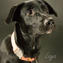 Thumbnail photo of Laya #2