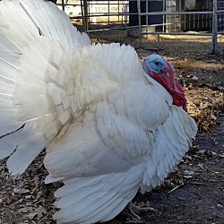 Photo of 11 Turkeys