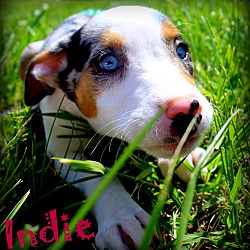 Thumbnail photo of Indie~adopted! #1