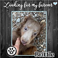 Photo of Brittle (Snausage Siblings) 082022