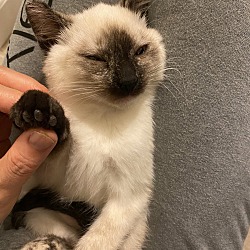 Thumbnail photo of Oshawott (kitten) bonded with Socks (mama)  #3