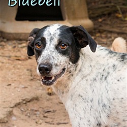 Thumbnail photo of Bluebell #1