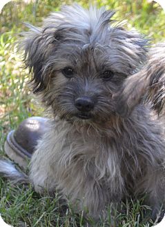 Westport, CT - Havanese. Meet *Sammy - PENDING a Pet for ...