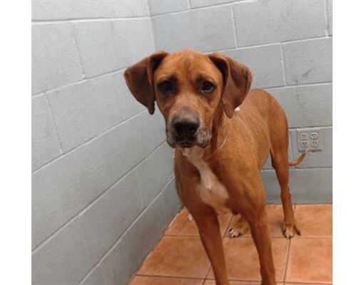 Downey CA Rhodesian Ridgeback Meet RANGER A Pet For Adoption