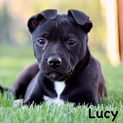 Photo of Lucy