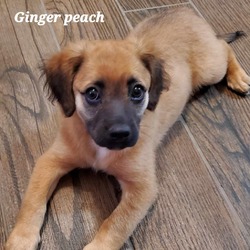 Photo of Ginger Peach DD