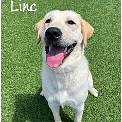 Photo of Linc