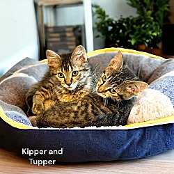 Photo of Kipper (Kipper and Tupper)