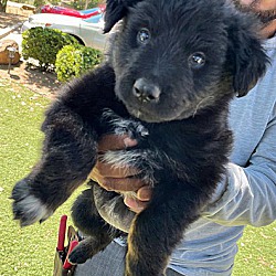 Ramona, CA - Australian Shepherd/Newfoundland. Meet Maggie Mae a Pet ...