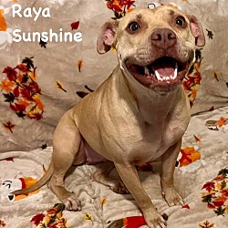 Thumbnail photo of Raya #1