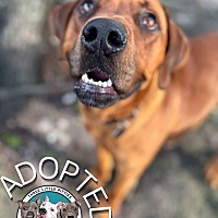 adopt a pet