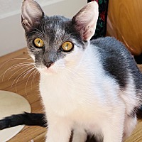 adopt a pet