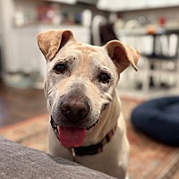 adopt a pet