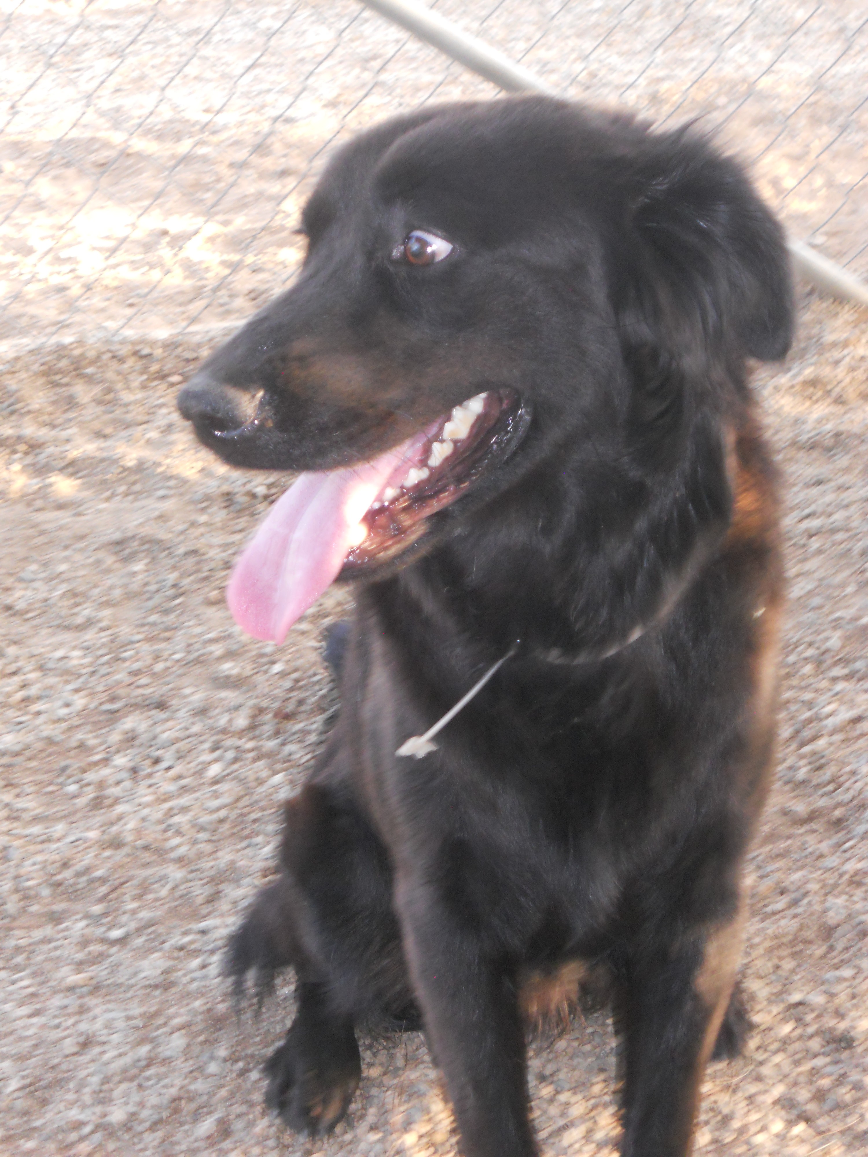mini flat coated retriever