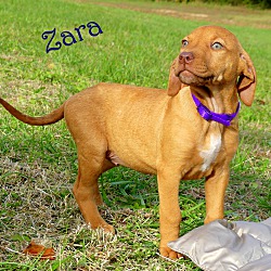 Thumbnail photo of Zara~adopted! #2