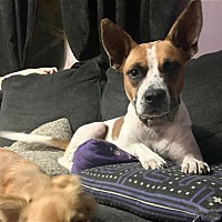 adopt a pet