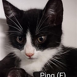 Photo of Ping