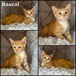 Photo of Rascal