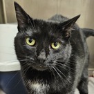 Adopt A Pet :: Midnight - Versailles, KY