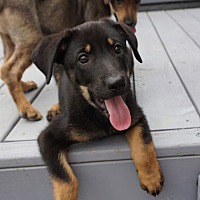 adopt a pet