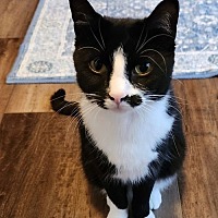 adopt a pet