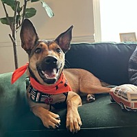 adopt a pet