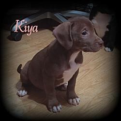 Thumbnail photo of Kiya #4